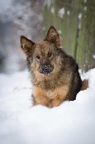 Услуги объявление но. 1565777: Шикарный пёс в добрые руки