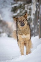 Услуги объявление но. 1565777: Шикарный пёс в добрые руки