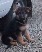 Приезжайте к нам на питомник и выбирайте у нас щенка. ...