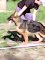 Услуги объявление но. 1630172: Щенки от титулованных производителей.в Краснодаре