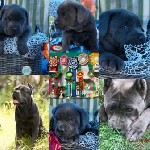 Собаки, щенки объявление но. 1632738: Высокопородные щенки КАНЕ КОРСО