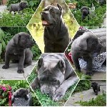 Собаки, щенки объявление но. 1632738: Высокопородные щенки КАНЕ КОРСО