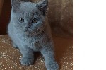 Котята - кошечки возраст 3 месяца. 
Окрас лиловые, фавн, умеют все. 
Есть ветеринарный паспорт. 
Умны и аккуратны. 
Папа - кот Gr. In. Ch Cezium. 
Мама - Ch Copernicia. 
Котята помогут Вам в наш ...