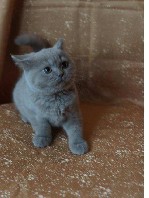 Кошки, котята объявление но. 1633482: Британские котята питомника Mendeleev