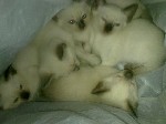 Продаются со скидкой два последних сиамца(тайца) красавца! Котята-мальчики красивые, активные и очень милые. 
Спешите приобрести верного и умного питомца в свою семью!
Питаются мягким творожком(гвин ...
