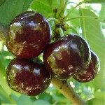 Растения объявление но. 1635295: Черешня высокого качества оптом