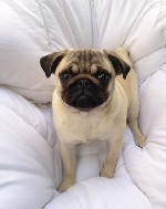 У современного студента очень плотный график, он полностью погружен в учебу, поэтому довольно часто написание курсовых работ приходится откладывать до последнего. Это значительно ухудшает качество раб ...