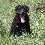 Породные,крепкие,4 месяца малыши ,полностью привиты,от пары чемпионов,с документами,при необходимости доставка ...