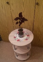 Продаю декоративное растение Колеус. Сорт Бардо обыкновенный. Листья бардового цвета с зеленью по краям. Высота пока 35 см. Есть боковые побеги. Пушистый. Земля обыкновенная. Это неприхотливое растени ...