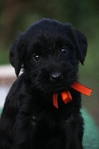 Купированы хвосты. 
08 июня 2019 г. на свет появились великолепные щенки. В данный момент на продажу доступно 4 девочки. 
Порода сочетает самое лучшее, компиляция таких черт, как доброжелательность, ...