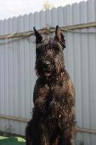 Собаки, щенки объявление но. 1663758: Щенки породы Ризеншнауцер