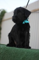 Собаки, щенки объявление но. 1663758: Щенки породы Ризеншнауцер