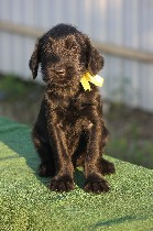 Собаки, щенки объявление но. 1663758: Щенки породы Ризеншнауцер