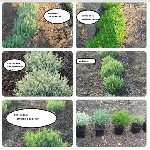 Растения объявление но. 1669367: Саженцы плодовые деревья грецкий орех фундук. Кустарники