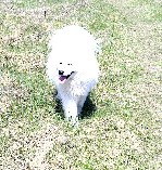 Снежный рифей юджин (отец: снежный рифей олли белый медвежонок & мать: снежный рифей цецилия) возраст: 05/11/2017 г.р. родословная ркф. тип медвежий. идеальный костяк, отличное здоровье, идеальный пиг ...