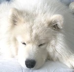 Услуги объявление но. 1670075: Самоед вязка кобель