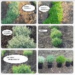 Разное объявление но. 1674519: Саженцы плодовые, деревья грецкий орех и фундук. Кустарники