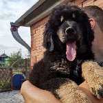 Продаются щенки тибетского мастифа. Клубные, с документами РКФ. Полностью привитые. Крупные, в львином типе. Возраст 3 месяца. Остались только девочки. Фото и титулы родителей пришлю по запросу. Доста ...