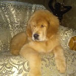 Собаки, щенки объявление но. 1685926: Щенки тибетского мастифа