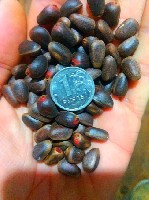 Продукты питания объявление но. 1691921: Продаю отборный кедровый орех свежего урожая 2019