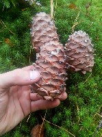 Продукты питания объявление но. 1691921: Продаю отборный кедровый орех свежего урожая 2019