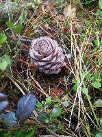 Продукты питания объявление но. 1691921: Продаю отборный кедровый орех свежего урожая 2019