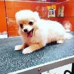 Разное объявление но. 1692878: Стрижка собак, стрижка кошек