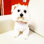 Разное объявление но. 1692878: Стрижка собак, стрижка кошек