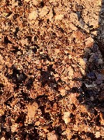 Продам кедровую кору, дробленая фракция 5-20 мм. 
Применима для паркового дизайна, садов, огородов, посадки орхидей, как природный утеплитель.

Измельченная кедровая кора, без просушки естественн ...