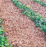 Разное объявление но. 1697789: Продам кедровую кору, дробленая фракция 5-20 мм.