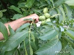 Растения объявление но. 1704617: Саджанці грецького горіха гроздевого плодоношения