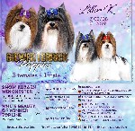 Предлагаются к резерву 2 очаровательные миниатюрные девочки. 
Порода Бивер терьер. Дата рождения 5 августа 2019. 
Малышки станут отличным другом, компаньоном. Вас будут ждать дома и дарить ласку, по ...