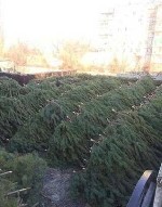 Растения объявление но. 1715674: Елки сосна оптом