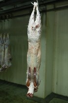 Продукты питания объявление но. 1730336: Мясо от 1 тн куриное, говядина , баранина