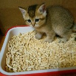 Древесный впитывающий наполнитель из экологически чистой древесины. Хорошо поглощает запахи и влагу, не прилипают к лапкам и шерсти животных. Древесный наполнитель для кошачьего туалета в п/э мешках п ...