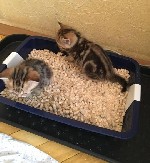 Кошки – очень чистоплотные животные, которые уделяют большое количество времени личной гигиене. Если Вам важно, чтобы Ваш питомец оставался красивым, ухоженным и здоровым, Вам стоит задуматься о приоб ...