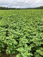 Продадим картофель семенной, сорта: Удача – с/элита, элита, Ред Скарлет (Ред Скарлетт) – с/элита, элита, РС-1, РС-2 Айл оф Джура - элита.
Продовольственный картофель: Ред Скарлет (Ред Скарлетт), Удач ...