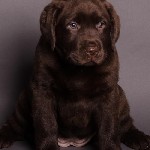 Услуги объявление но. 1738827: Щенки лабрадора шоколадного окраса