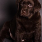 Услуги объявление но. 1738827: Щенки лабрадора шоколадного окраса