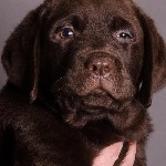 Услуги объявление но. 1738827: Щенки лабрадора шоколадного окраса