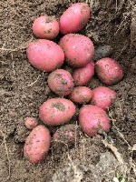 Продадим картофель семенной, сорта: Удача – с/элита, элита, Ред Скарлет (Ред Скарлетт) – с/элита, элита, РС-1, РС-2 Айл оф Джура - элита.
Продовольственный картофель: Ред Скарлет (Ред Скарлетт), Удач ...