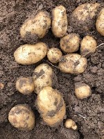 Продукты питания объявление но. 1739864: Качественный картофель продовольственный, семенной