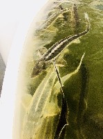 Куплю, продам бизнес объявление но. 1740568: Купить готовый бизнес фермерское хозяйство в Московской области от собственника