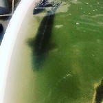 Куплю, продам бизнес объявление но. 1740568: Купить готовый бизнес фермерское хозяйство в Московской области от собственника