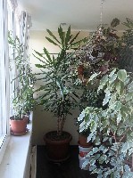 Строительные услуги объявление но. 1742686: Остекление балконов ,лоджий.Окна REHAU.