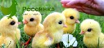 Не определились, где купить цыплят несушек в Оренбурге либо закупить другую домашнюю птицу? У поставщика Россинка можно получить птенцов, например, купить утят Оренбург, по доступным расценкам с гаран ...