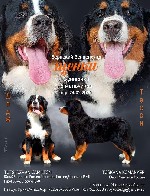 . Балашиха Моск.обл. Предлагаются к резервированию щенки Бернского Зенненхунда девочки и мальчики, РКФ ,рождённые 24.02.2020 .Отец-ОUОSI DZКНN GНMIL"ОРN: ЮНЫЙ ЧЕМПИОН РОССИИ,ЧЕМПИОН РОССИИ,ЧЕМПИОН РКФ ...