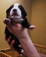 Собаки, щенки объявление но. 1759532: Предлагаются к резервированию щенки Бернского Зенненхунда