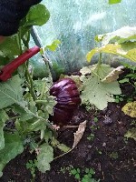 Разное объявление но. 1788985: Обработка дачных участков