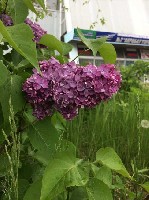 Разное объявление но. 1788985: Обработка дачных участков